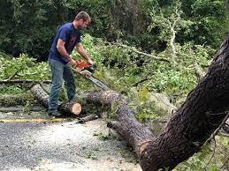 Best Tree Trimming and Pruning  in Blountstown, FL