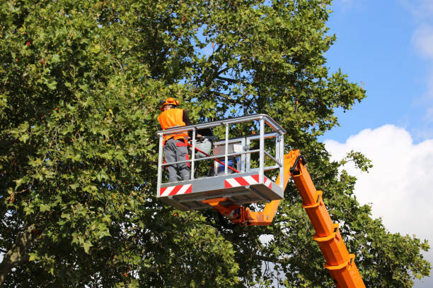 Best Tree Maintenance Programs  in Blountstown, FL