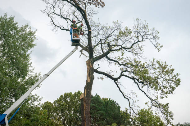 Best Tree Risk Assessment  in Blountstown, FL