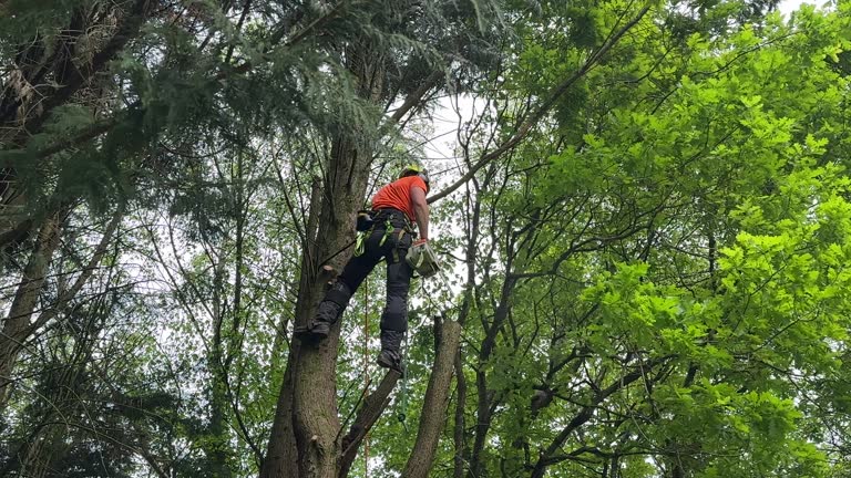 Best Storm Damage Tree Cleanup  in Blountstown, FL