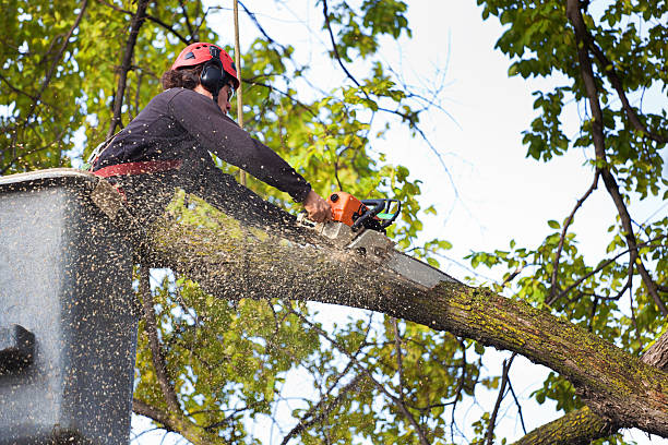 Best Root Management and Removal  in Blountstown, FL